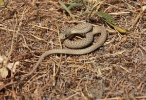Serpiente