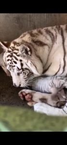 Tigres1