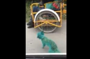thumbnail_Perros verdes