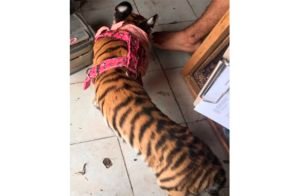 tigre2