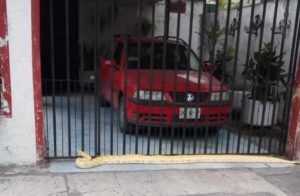 serpiente