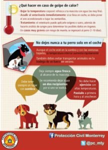 golpe de calor mascotas
