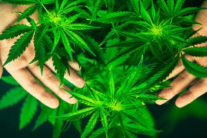 mariguana
