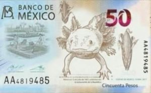 Billete-Ajolote-Banco-de-México-Maíz-696x430