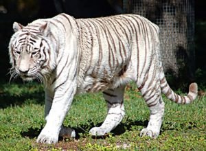 narco zoologico