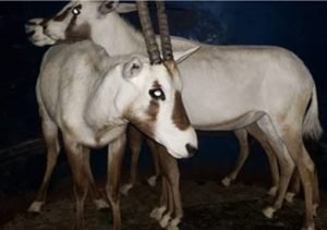 antilopes 2