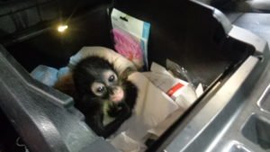 Spider Monkey, Hidalgo,.1. courtesy CBP Hidalgo