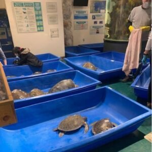 TORTUGAS 12