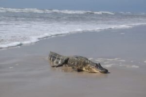 Lagarto