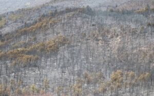 images (1)