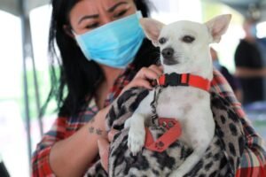 Esterilizaciòn de mascotas (11)