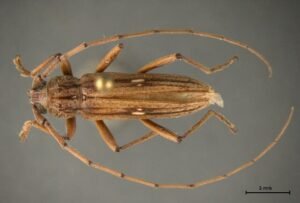 Eburia nigrovittata