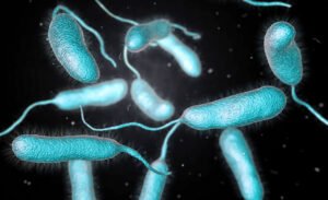 Vibrio