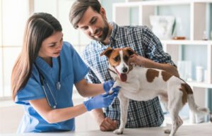 ¿Tienes perro_ Estados con más veterinarios y cuánto cuesta vivir en ellos