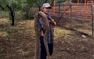 Capturan enorme víbora de cascabel en Nueva Padilla, Tamaulipas