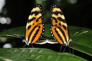 MARIPOSAS