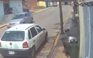 agresión perro