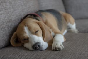 Propiedades.com pet friendly