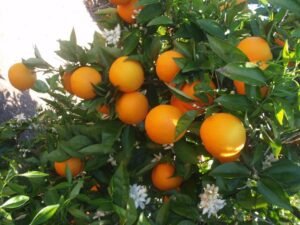 IMG-20240930-WA0081