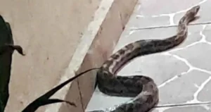 Serpiente-de-casi-2-metros-ingresa-al-patio-de-una-vivienda-en-Escobedo-NL