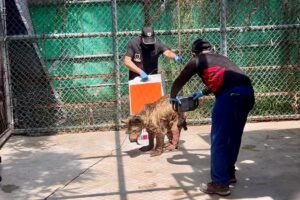 Trasladan-a-la-osa-Mina-y-cesan-a-director-de-La-Pastora