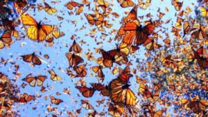 mariposa-monarca-santuario-1-1024x576