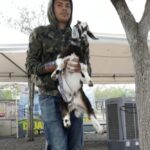 Rescatan en Escobedo a “Silvia, a Oso” y a “Stefy”, una chiva y dos perritos maltratados