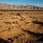 El Desierto de las Sombras Rosas