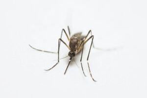 pexels-ignacio-vazquez-dengue