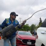 Impulsa Monterrey adopción de árboles y reciclaje